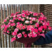 Доставка цветов и букетов Fleurs - на портале beautyby.su