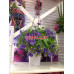 Магазин цветов Цветочка - на портале beautyby.su