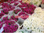 Магазин цветов Тюльпаны в Бресте - на портале beautyby.su