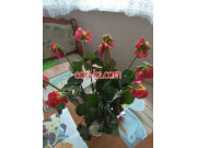 Магазин цветов Павильон Цветы - на портале beautyby.su